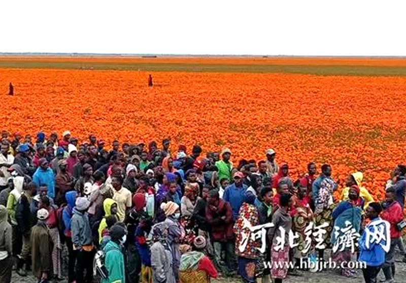 晨光生物扎根非洲 发展绿色农业成果丰硕